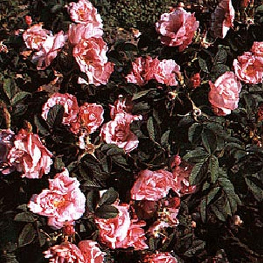 Bodendeckende Rose 'Baum's rugosa Rokoko' - Rosa 'Baum's rugosa Rokoko' BDR