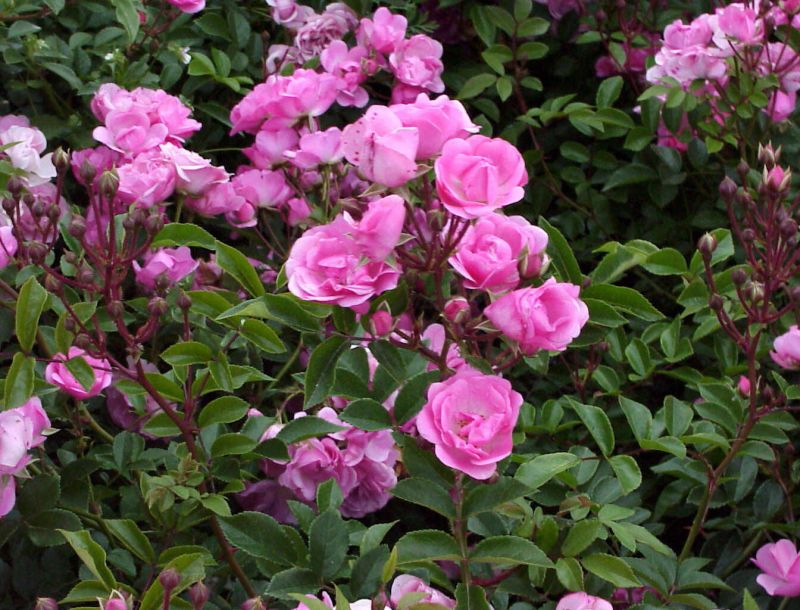 Bodendeckende Rose 'Bayernland' ® ADR-Rose - Rosa 'Bayernland' ® BDR