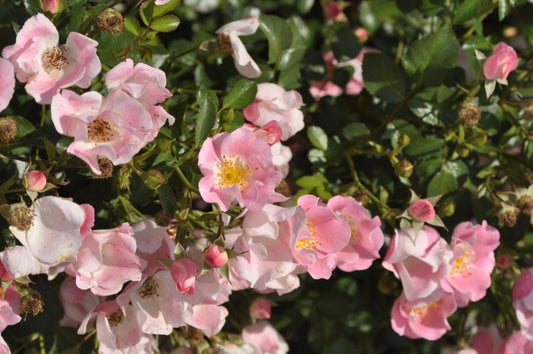Bodendeckende Rose 'Bingo Meidiland' ®ADR-Rose - Rosa 'Bingo Meidiland' ® BDR