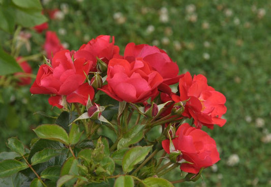 Bodendeckende Rose 'Crimson Meidiland'®ADR-Rose - Rosa 'Crimson Meidiland' ® BDR