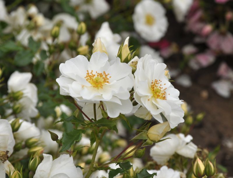 Bodendeckende Rose 'Diamant' ® ADR-Rose - Rosa 'Diamant' ® BDR