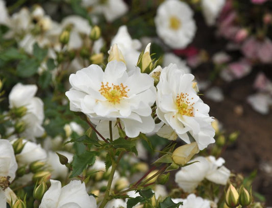 Bodendeckende Rose 'Diamant' ® ADR-Rose - Rosa 'Diamant' ® BDR