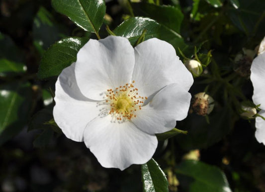 Bodendeckende Rose 'Escimo' ® ADR-Rose - Rosa 'Escimo' ® BDR