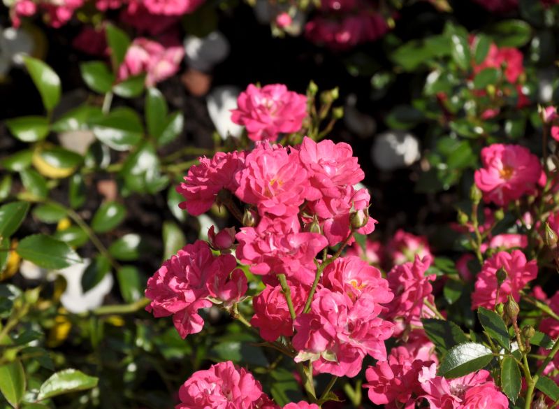 Bodendeckende Rose 'Fairy Queen' ® - Rosa 'Fairy Queen' ® BDR