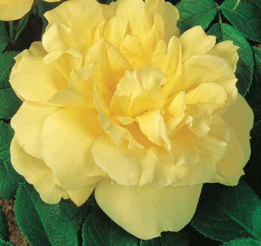 Bodendeckende Rose 'Gelbe Dagmar Hastrup' ® - Rosa 'Gelbe Dagmar Hastrup' ® BDR