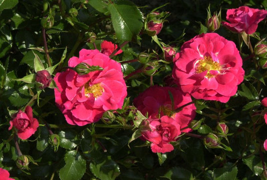 Bodendeckende Rose 'Heidefeuer' ® - Rosa 'Heidefeuer' ® BDR