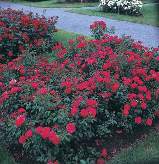 Bodendeckende Rose 'Heidekind' ® - Rosa 'Heidekind' ® BDR