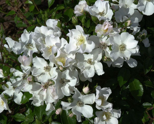 Bodendeckende Rose 'Heideschnee' - Rosa 'Heideschnee' BDR
