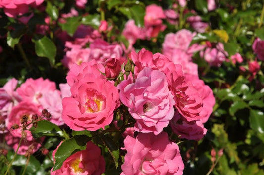 Bodendeckende Rose 'Heidetraum' ® ADR-Rose - Rosa 'Heidetraum' ® BDR