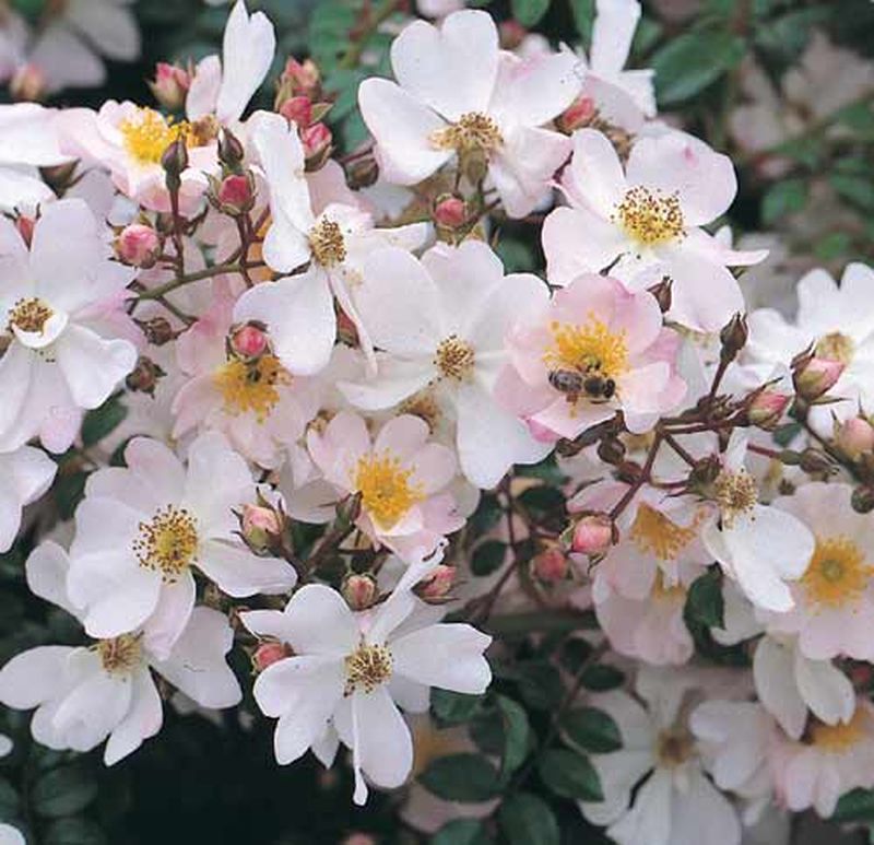 Bodendeckende Rose 'Immensee' ® - Rosa 'Immensee' ® BDR