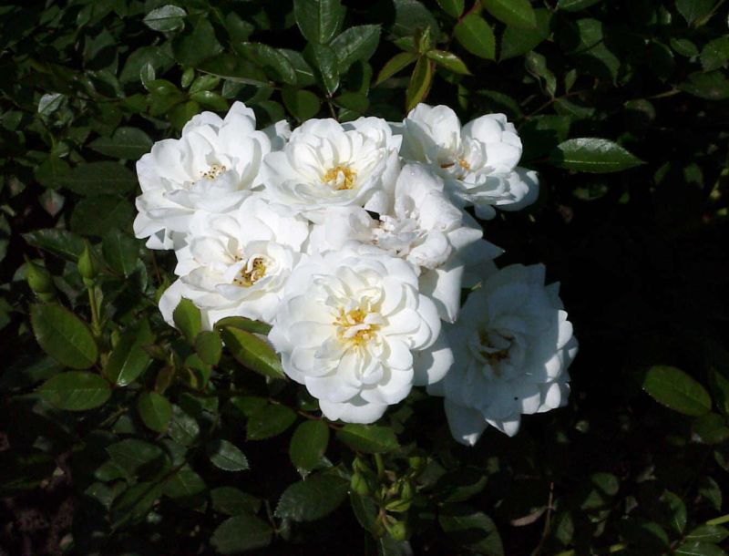 Bodendeckende Rose 'Kent' ® - Rosa 'Kent' ® BDR