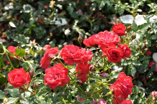 Bodendeckende Rose 'Limesglut' ® ADR-Rose - Rosa 'Limesglut' ® BDR