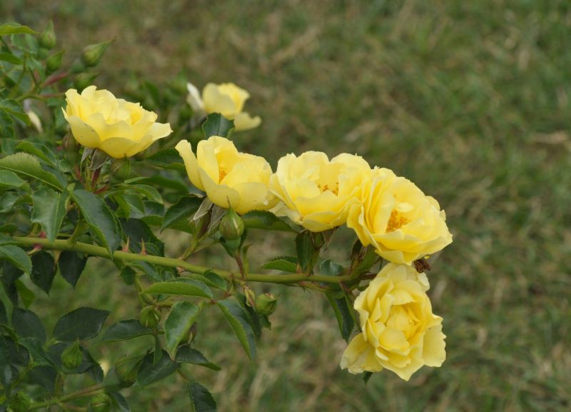 Bodendeckende Rose 'Limesgold' ® - Rosa 'Limesgold' ® BDR