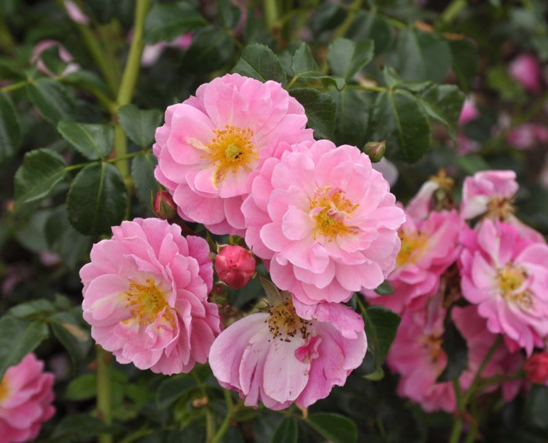 Bodendeckende Rose 'Magic Meidiland' ®ADR-Rose - Rosa 'Magic Meidiland' ® BDR