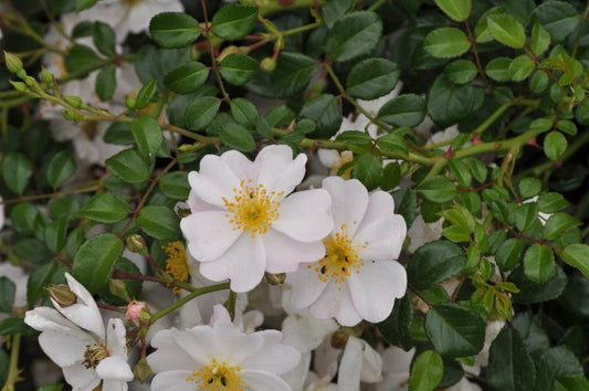 Bodendeckende Rose 'Medeo' ® ADR-Rose - Rosa 'Medeo' ® BDR
