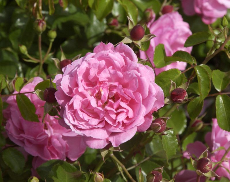 Bodendeckende Rose 'Medusa' ® ADR-Rose - Rosa 'Medusa' ® BDR