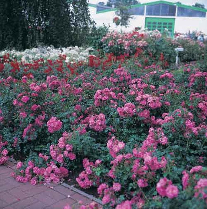 Bodendeckende Rose 'Palmengarten Frankfurt' ® ADR-Rose - Rosa 'Palmengarten Frankfurt' ® BDR