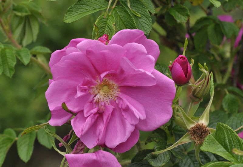 Bodendeckende Rose 'Pierette' ® - Rosa rugosa 'Pierette' ® BDR