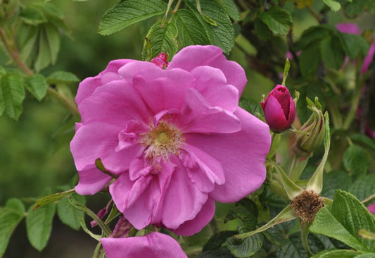 Bodendeckende Rose 'Pierette' ® - Rosa rugosa 'Pierette' ® BDR