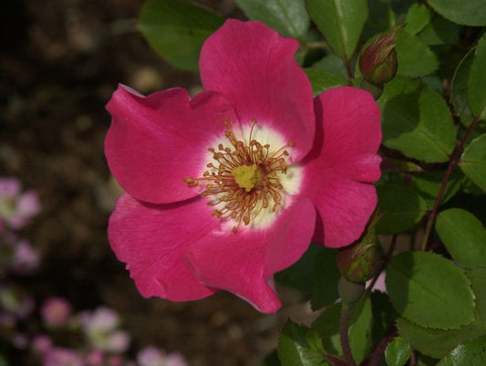 Bodendeckende Rose 'Pink Meidiland' ® - Rosa 'Pink Meidiland' ® BDR
