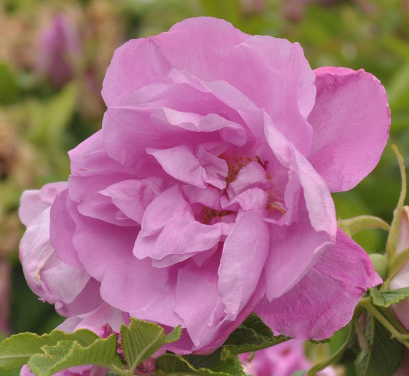 Bodendeckende Rose 'Pink Roadrunner' ® - Rosa 'Pink Roadrunner' ® BDR