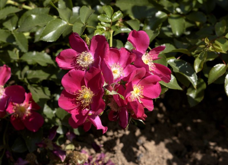Bodendeckende Rose 'Purple Haze' ® - Rosa 'Purple Haze' ® BDR