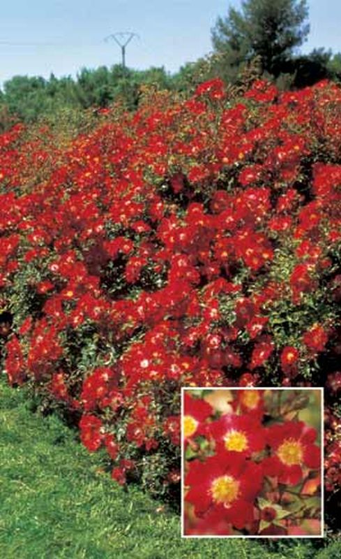 Bodendeckende Rose 'Red Meidiland' ® - Rosa 'Red Meidiland' ® BDR