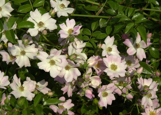 Bodendeckende Rose 'Repandia' ® - Rosa 'Repandia' ® BDR