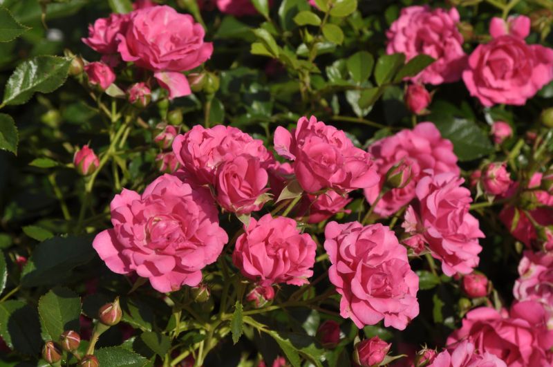 Bodendeckende Rose 'Rody' ® - Rosa 'Rody' ® BDR
