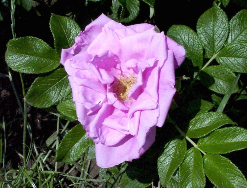 Bodendeckende Rose 'Rosa Zwerg' - Rosa 'Rosa Zwerg' BDR