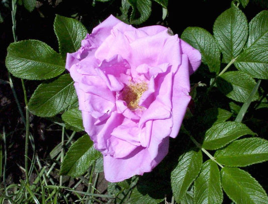 Bodendeckende Rose 'Rosa Zwerg' - Rosa 'Rosa Zwerg' BDR