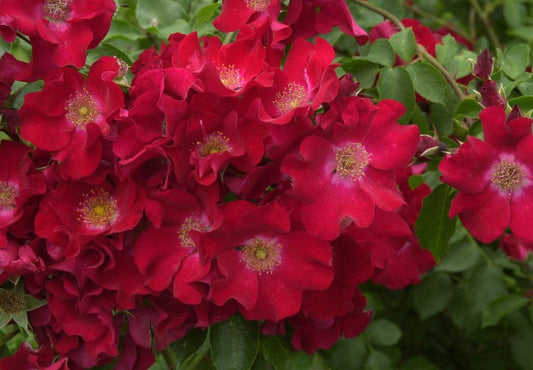 Bodendeckende Rose 'Rote Max Graf' ® - Rosa 'Rote Max Graf' ® BDR