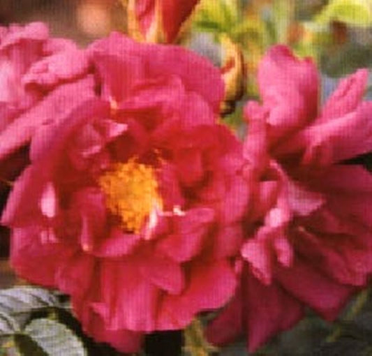 Bodendeckende Rose 'Rotes Meer' - Rosa 'Rotes Meer' BDR
