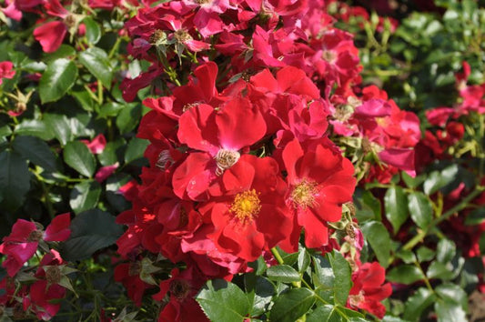 Bodendeckende Rose 'Royal Bassino' ® - Rosa 'Royal Bassino' ® BDR