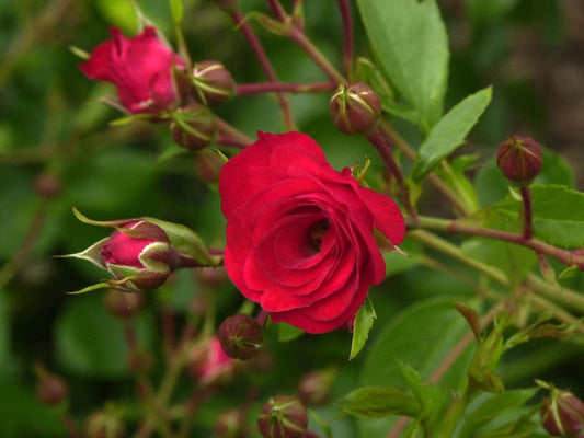 Bodendeckende Rose 'Scarlet Meidiland' ® - Rosa 'Scarlet Meidiland' ® BDR