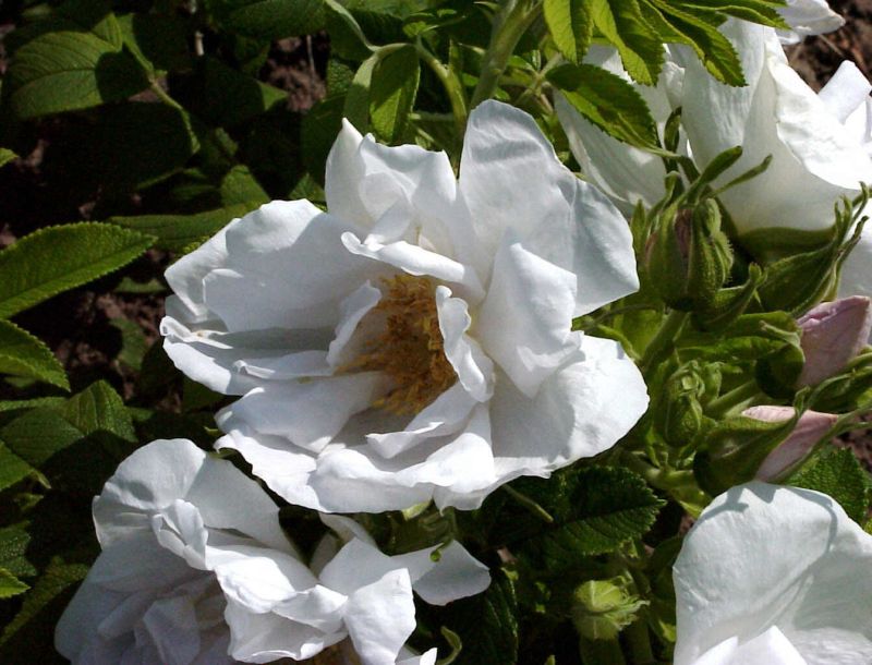 Bodendeckende Rose 'Schneeberg' - Rosa 'Schneeberg' BDR