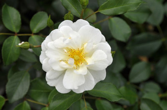 Bodendeckende Rose 'Schneekönigin' ® ADR-Rose - Rosa 'Schneekönigin' ® BDR