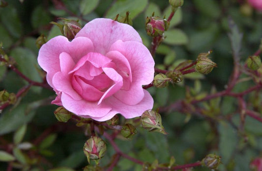 Bodendeckende Rose 'Schöne Dortmdr.' ®ADR-Rose - Rosa 'Schöne Dortmunderin' ® BDR