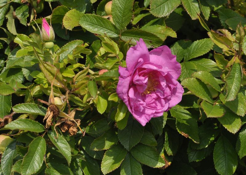 Bodendeckende Rose 'Smart Roadrunner' ® - Rosa 'Smart Roadrunner' ® BDR