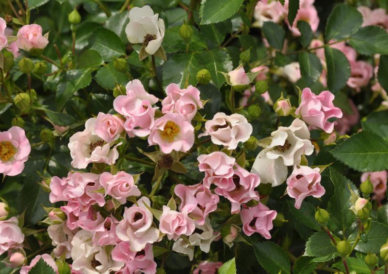 Bodendeckende Rose 'Soft Meidiland' ® ADR-Rose - Rosa 'Soft Meidiland' ® BDR