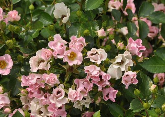 Bodendeckende Rose 'Soft Meidiland' ® ADR-Rose - Rosa 'Soft Meidiland' ® BDR