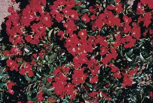 Bodendeckende Rose 'Sommerabend' ® ADR-Rose - Rosa 'Sommerabend' ® BDR