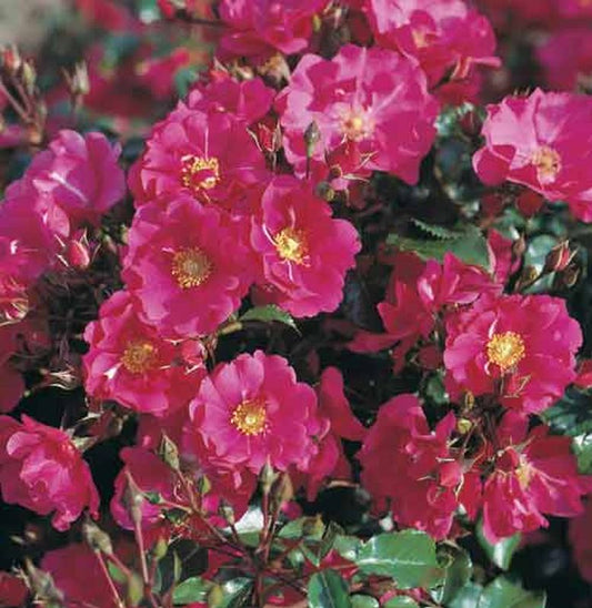 Bodendeckende Rose 'Sommermärchen' ® - Rosa 'Sommermärchen' ® BDR