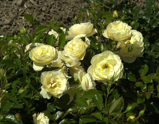 Bodendeckende Rose 'Sonnenschirm' ® - Rosa 'Sonnenschirm' ® BDR