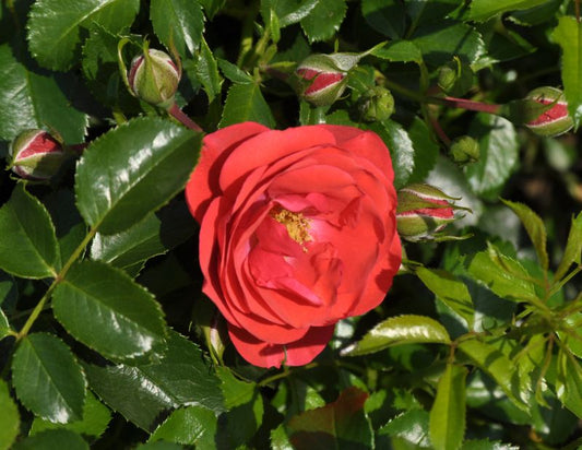Bodendeckende Rose 'Sorrento' ® ADR-Rose - Rosa 'Sorrento' ® BDR