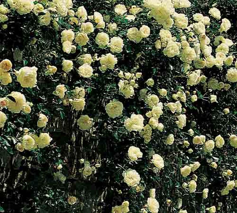 Bodendeckende Rose 'Swany' ® - Rosa 'Swany' ® BDR