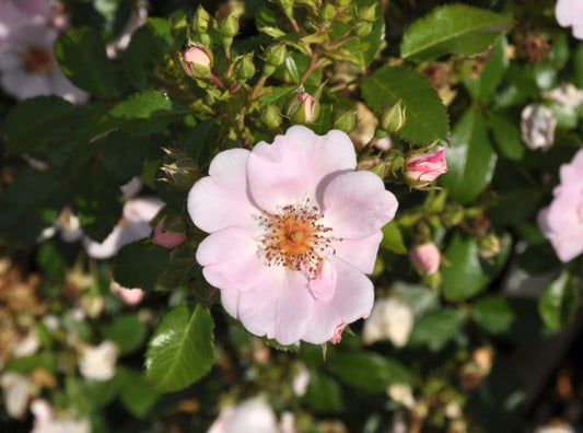 Bodendeckende Rose 'Sweet Haze' ® ADR-Rose - Rosa 'Sweet Haze' ® BDR