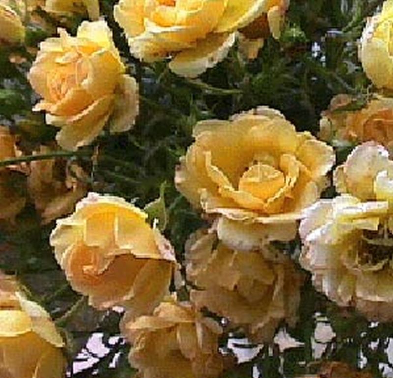 Bodendeckende Rose 'Yellow Fairy' ® - Rosa 'Yellow Fairy' ® BDR