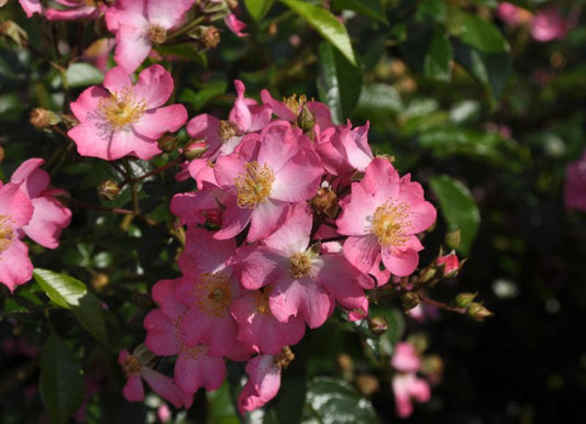 Bodendeckerrose 'Juanita' ® ADR-Rose - Rosa 'Juanita' ® BDR