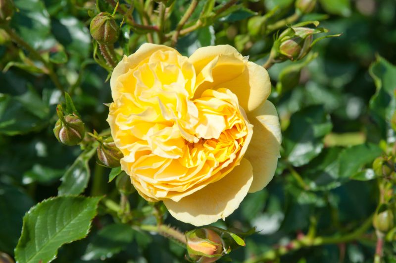 Bodendeckerrose 'Mohana' - Rosa 'Mohana' BDR